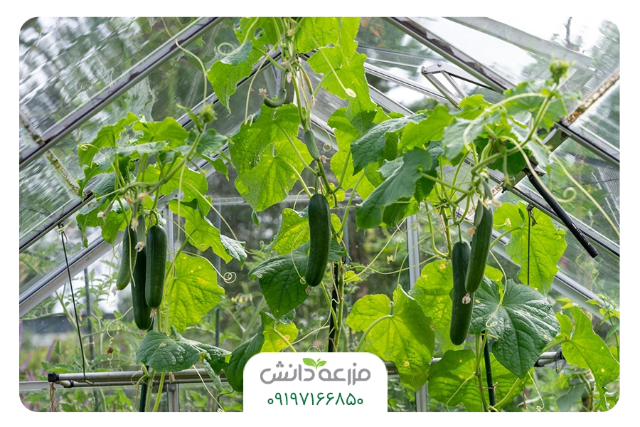 بهترین بذر خیار گلخانه ای