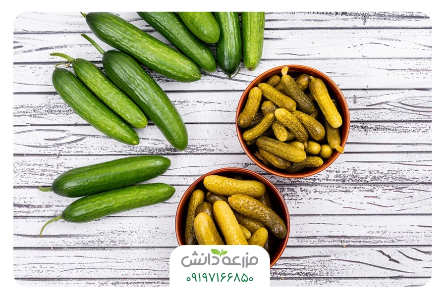 بهترین بذر خیار برای خیارشور