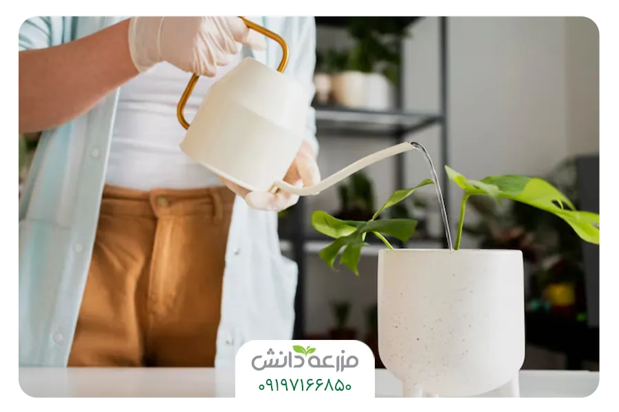 نحوه و زمان مصرف هیومیک اسید برای گیاهان آپارتمانی