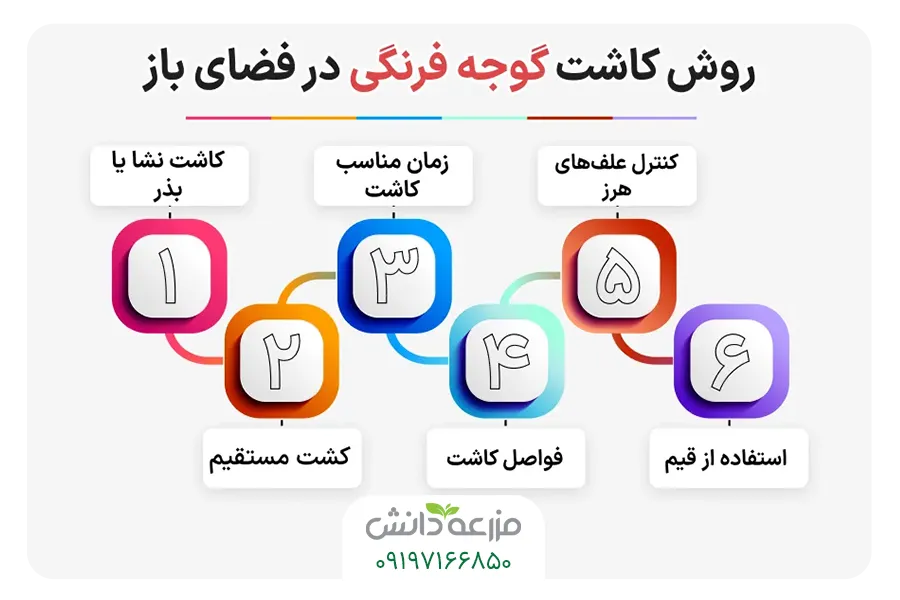 روش کاشت گوجه فرنگی در فضای باز آموزش کاشت گوجه فرنگی در فضای باز