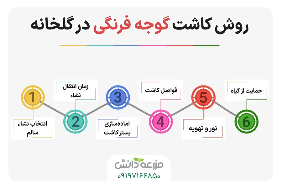 رو کاشت گوجه فرنگی در گلخانه اموزش کاشت گوجه فرنگی در گلخانه 