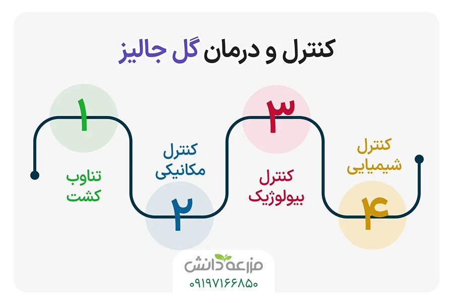کنترل و درمان گل جالیز 