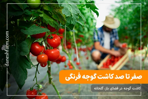 صفر تا صد کاشت گوجه فرنگی