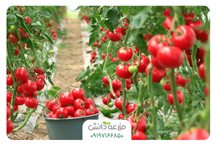 بذر گوجه گلخانه ای 
خرید بذر گوجه فرنگی 