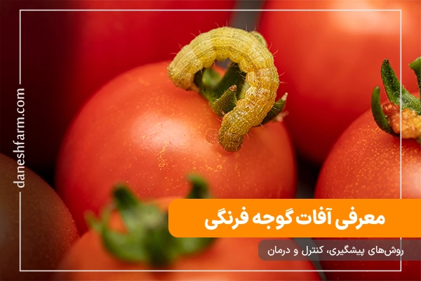 افات گوجه فرنگی آفات گوجه فرنگی