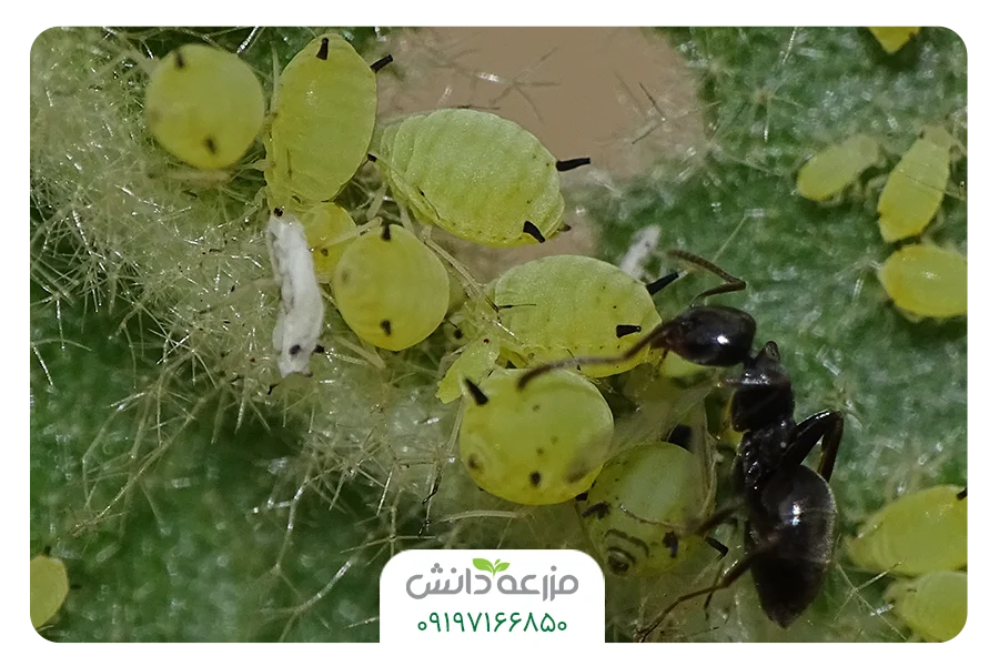شته سبز مرکبات
سم شته درخت