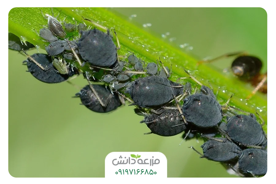 شته سیاه مرکبات
سم شته درختان