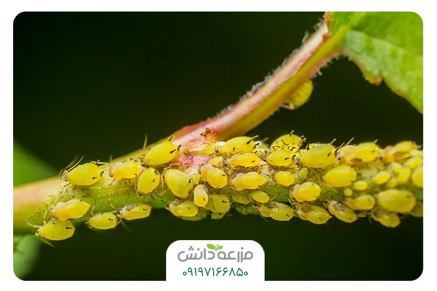 بهترین سم برای کشتن شته شته جالیز شته پنبه