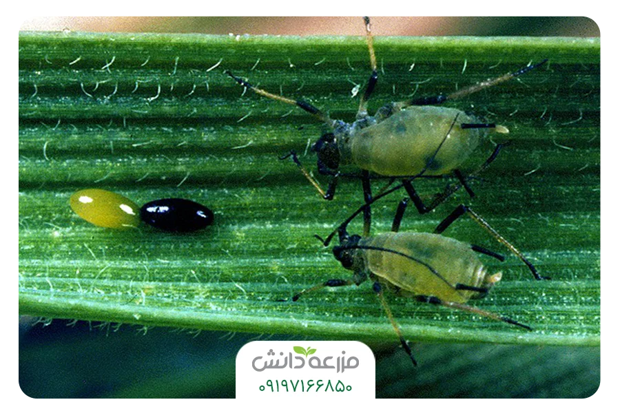 بهترین سم شته گندم شته گندم انواع شته گندم