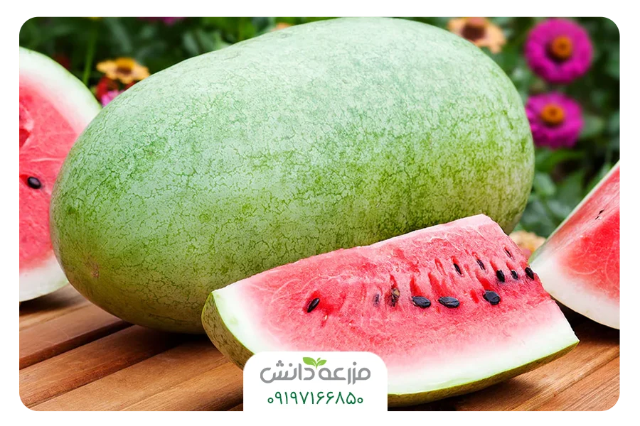 هندوانه چارلسون گری انواع هندوانه