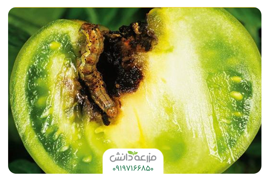 افات گوجه فرنگی کرم میوه غوزه پنبه