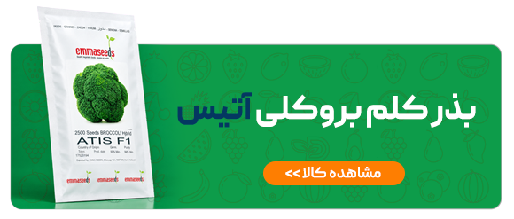 بذر کلم بروکلی آتیس اماسیدز