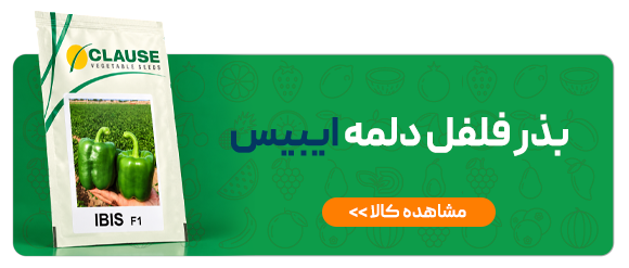 بذر فلفل دلمه ایبیس کلوز