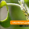 سم شته درخت سم شته درختان میوه