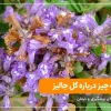 گل جالیز چیست همه چیز درباره گل جالیز