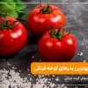 مقایسه بهترین بذرهای گوجه فرنگی