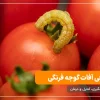 افات گوجه فرنگی آفات گوجه فرنگی