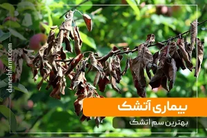 معرفی بیماری آتشک و بهترین سم اتشک